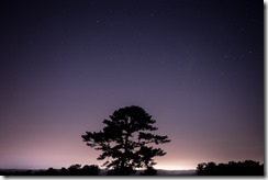 night sky and tree600x427