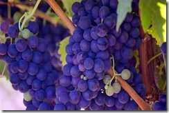 grapes2-640x427